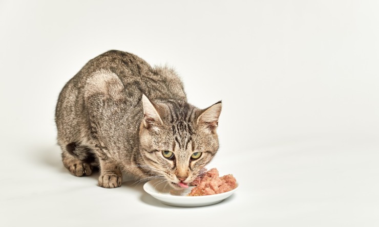 gatto mangia il suo cibo