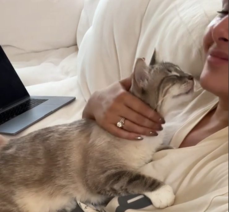 gatto adorabile con la padrona