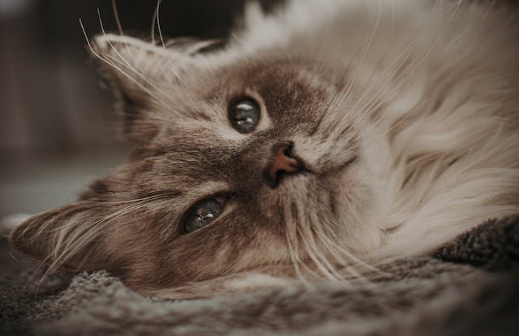 gatto ama strusciarsi sulle tue gambe