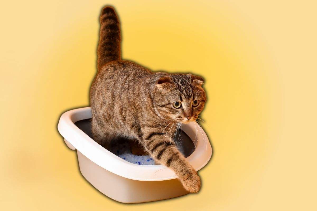 Non serve la lettiera: ecco come insegnare al gatto a usare il wc. E