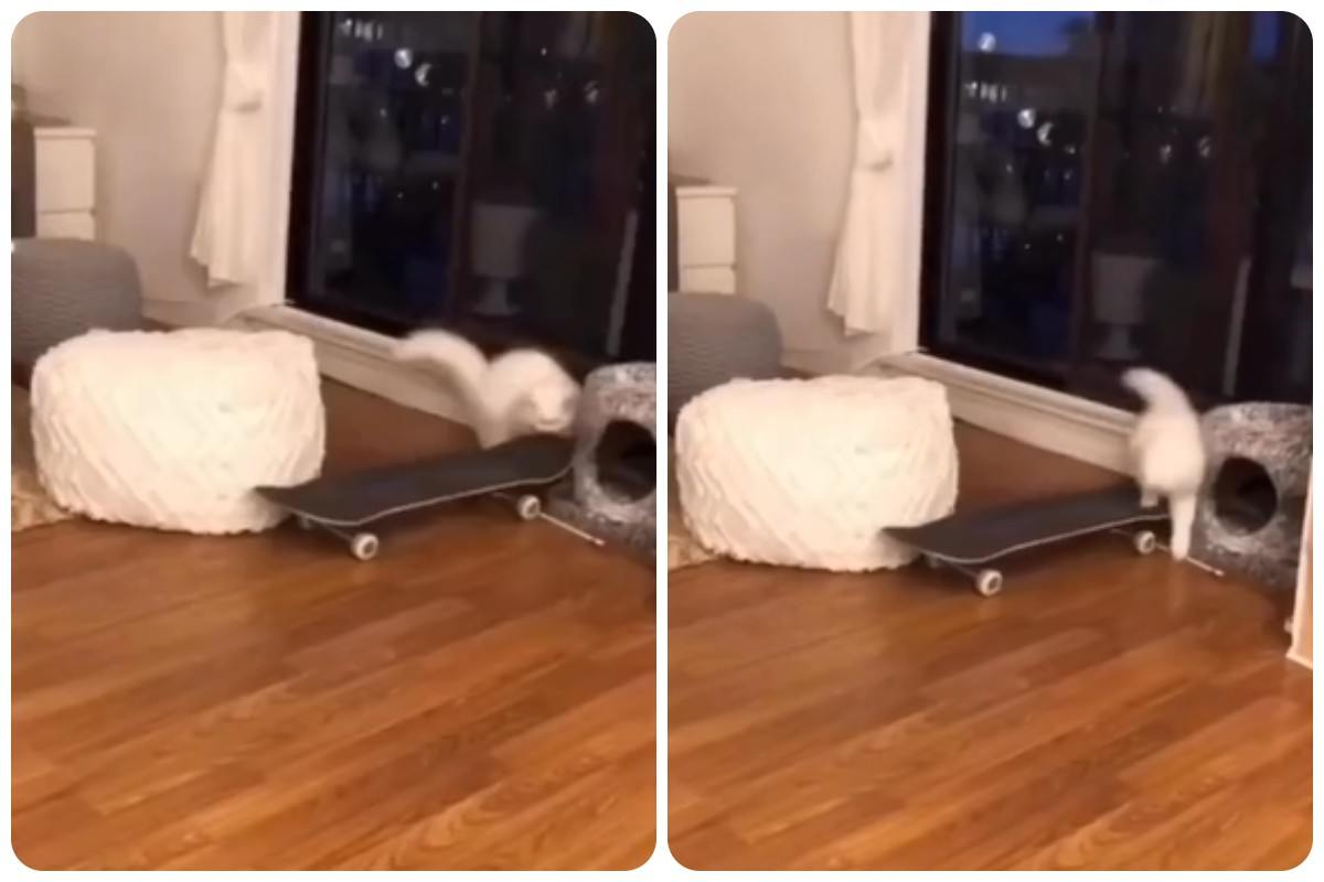Cosa fa il gatto con lo skateboard video