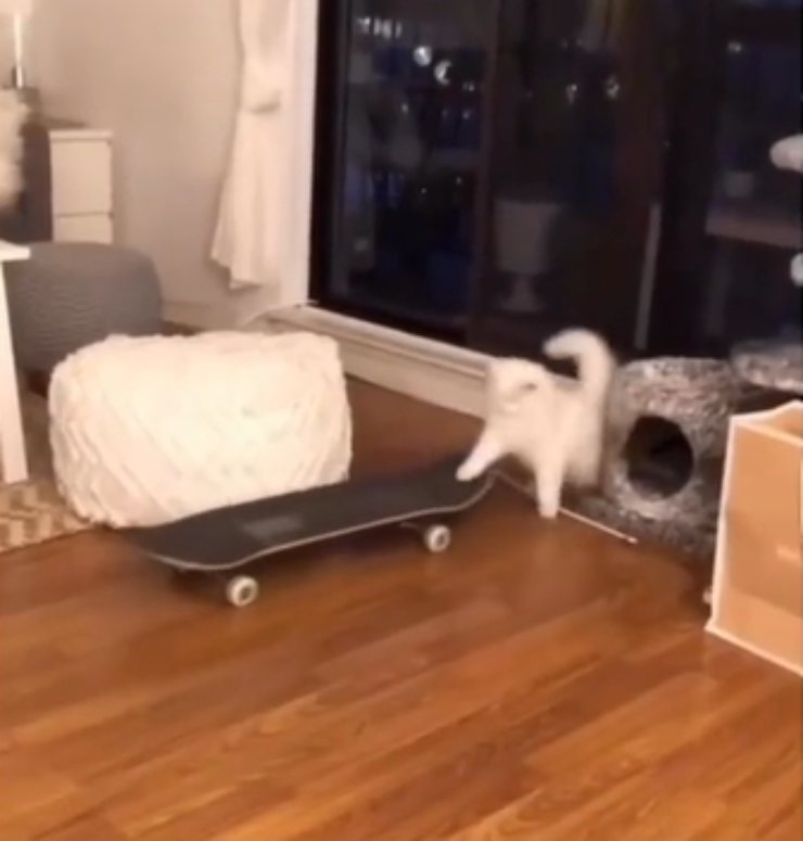 Il gatto va sullo skateboard video