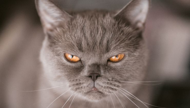 gatto arrabbiato