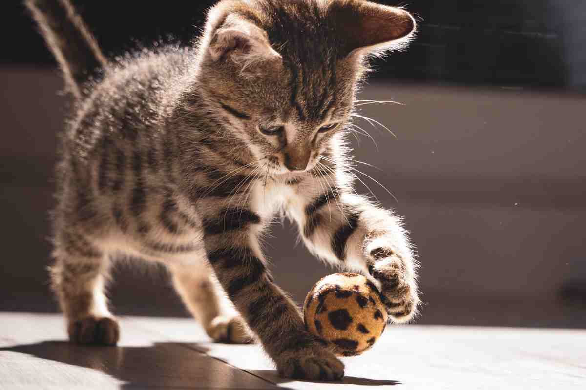 Gatto gioca con la pallina