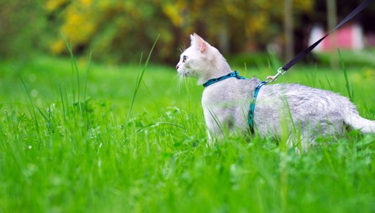 come mettere il guinzaglio al gatto