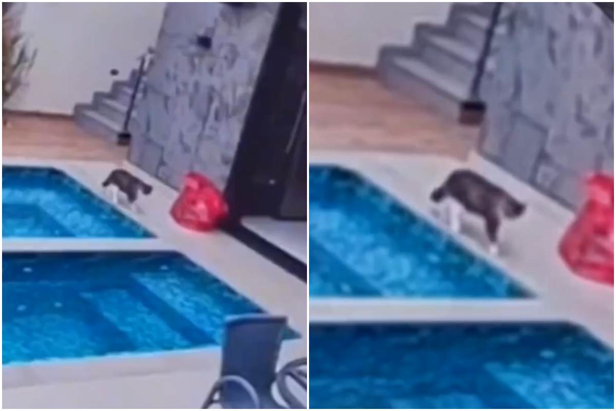 gatto in piscina acqua video divertente tiktok 