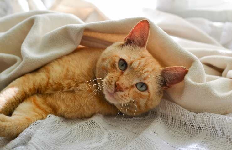 gatto dorme nel letto