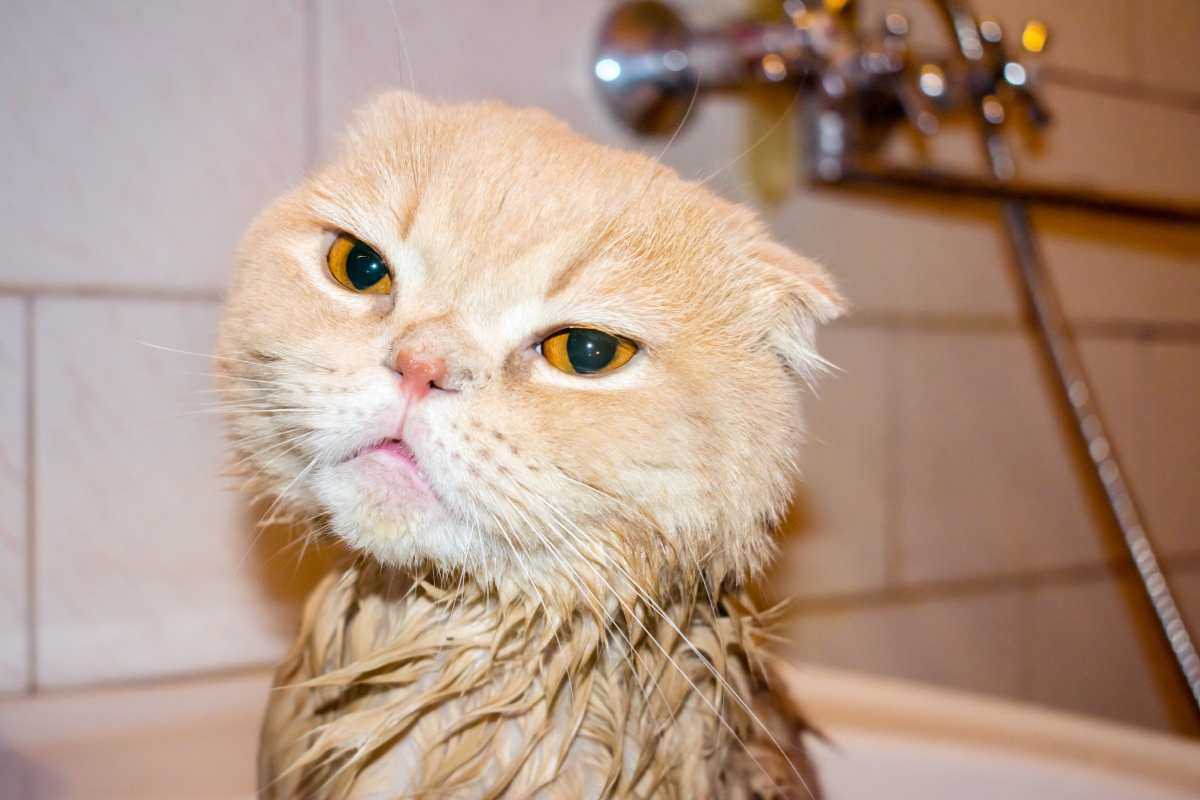 non tutti i gatti odiano l'acqua