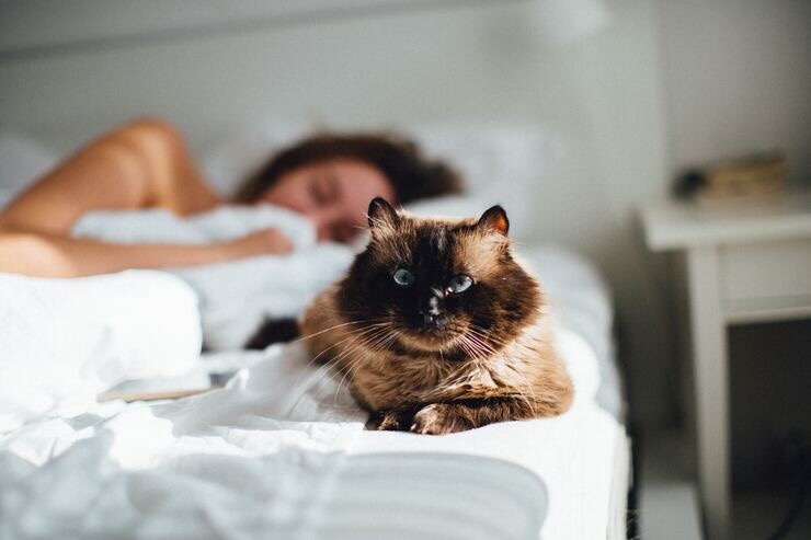 gatto perché vuole dormire nel letto