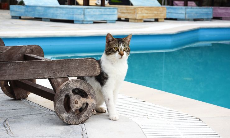 gatto disavventura in piscina