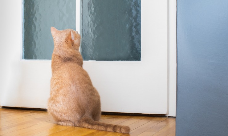 gatto davanti alla porta