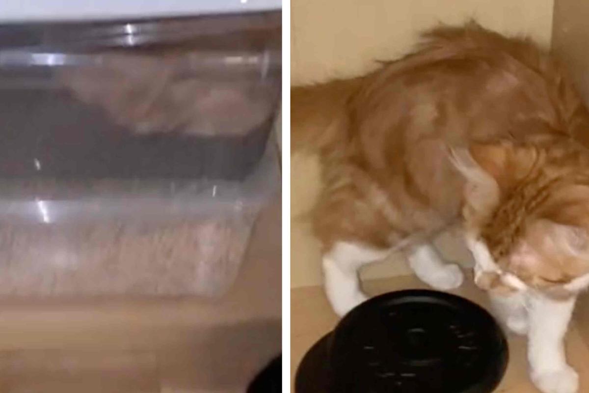 gatto affamato ruba croccantini