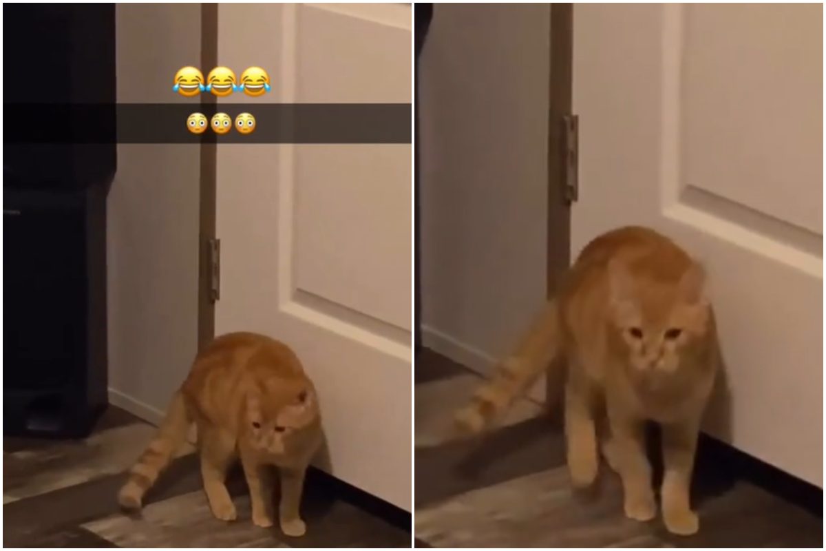 gatto passa sotto alla porta