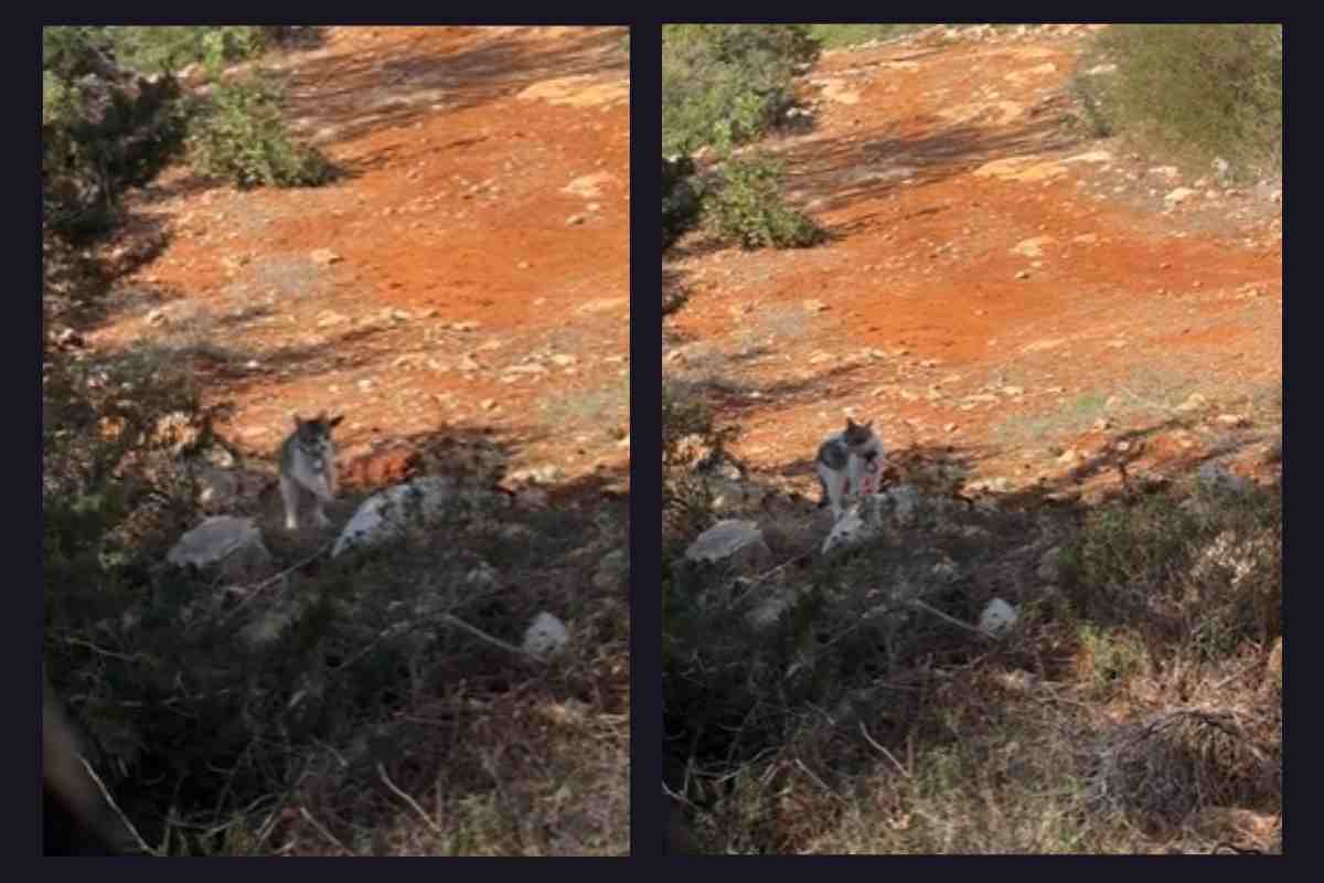 Gattino spaventato: si è perso nel bosco