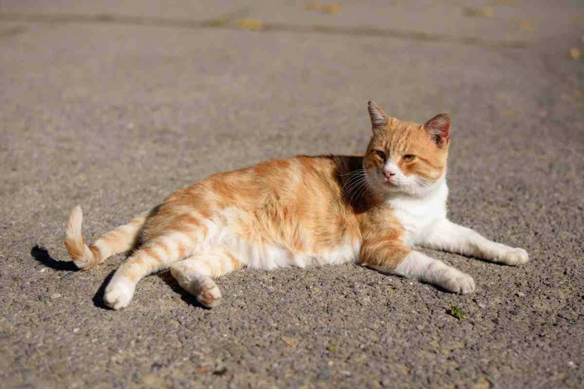 gatto rilassato per strada
