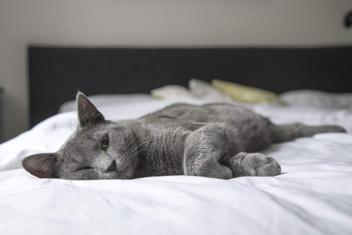 Gatto dorme nel letto