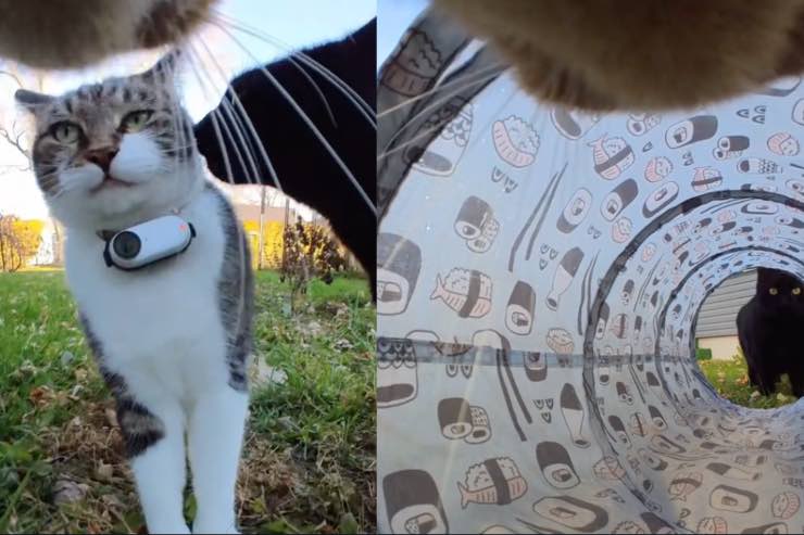 La giornata tipo di un gatto, il video spopola su TikTok