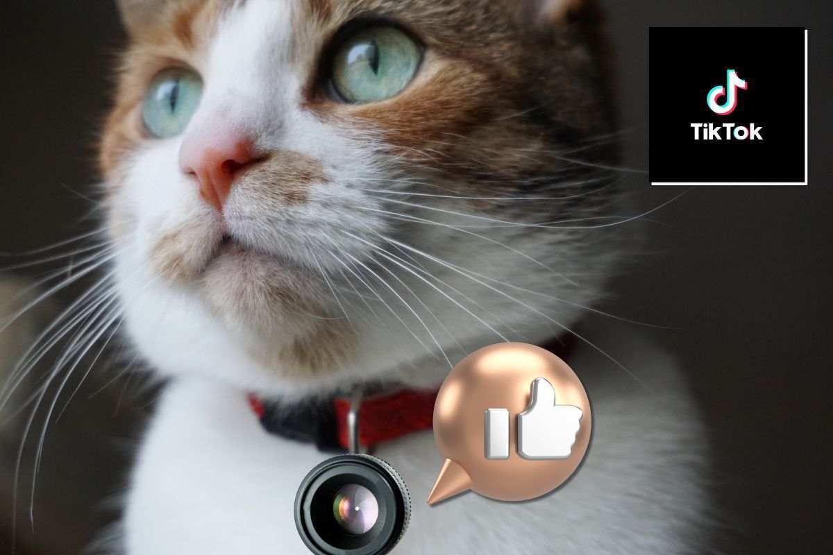Una telecamera per monitorare gli spostamenti del gatto, questo utente ha fatto impazzire TikTok