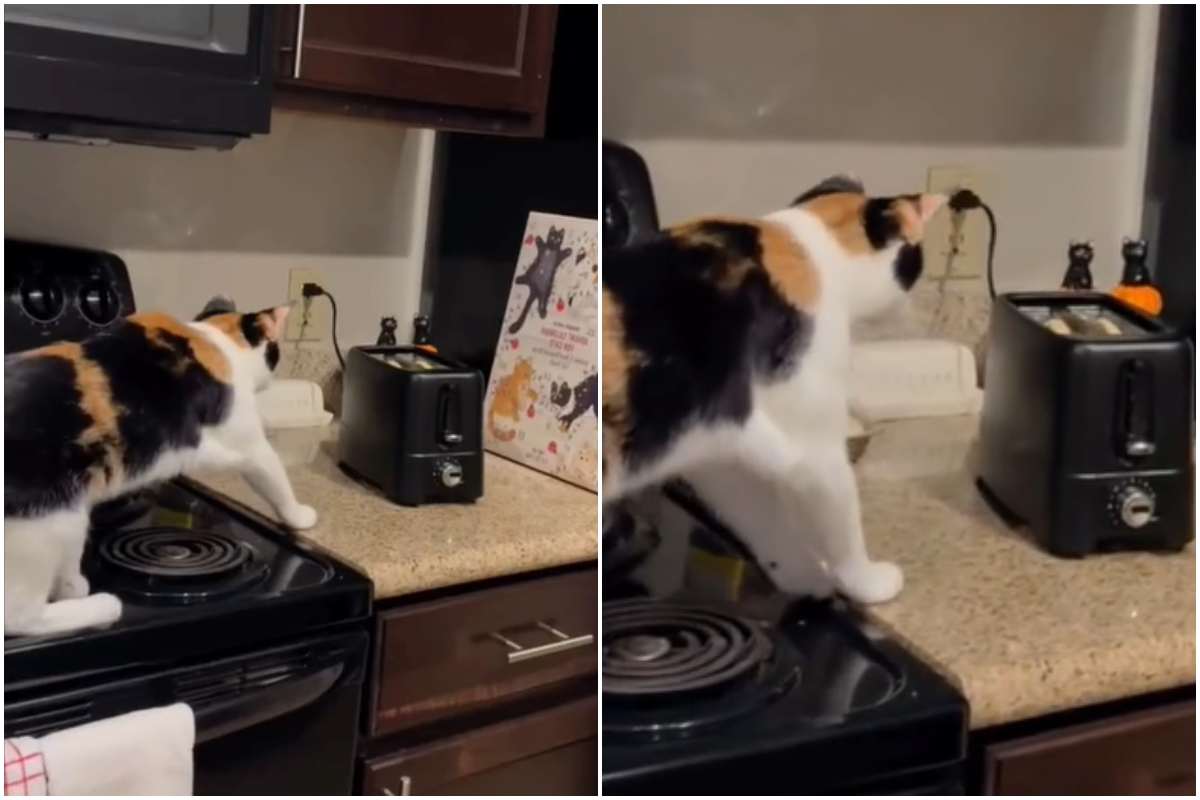 gatto tostapane cucina