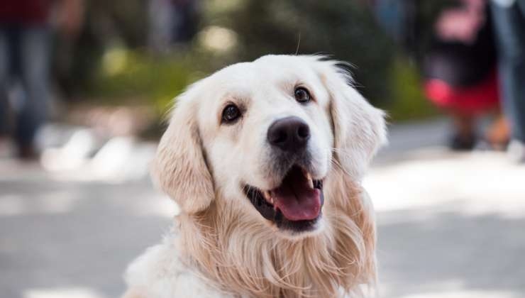 cane furbo golden retriever