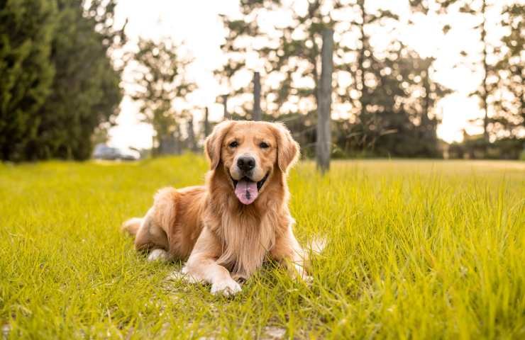 cane in giardino