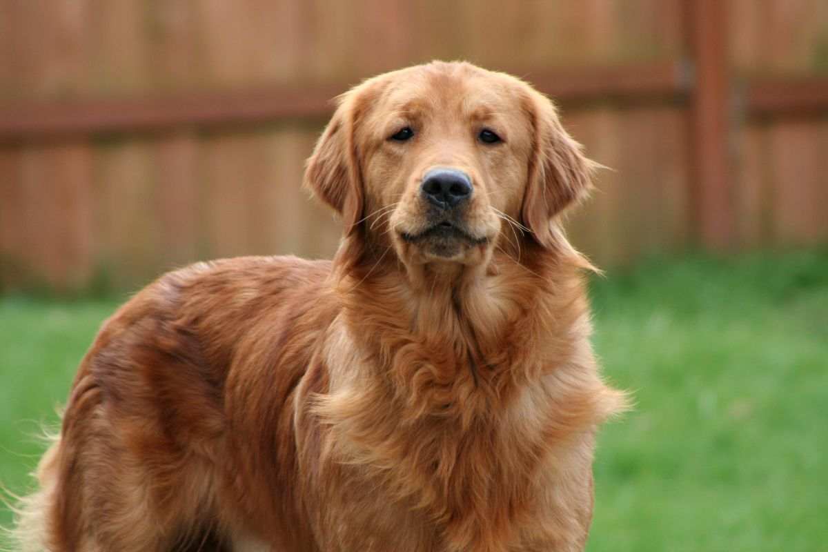 Golden Retriever spaventato