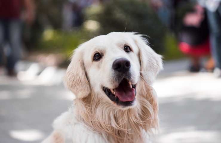 golden retriever affettuoso