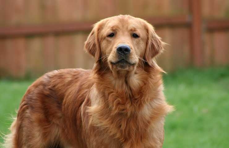 golden retriever in giardino