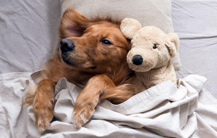 golden retriever pupazzo