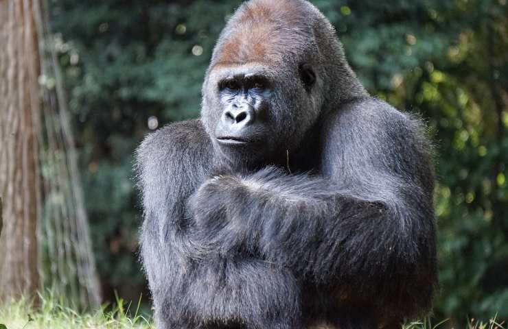 gorilla con sguardo cupo