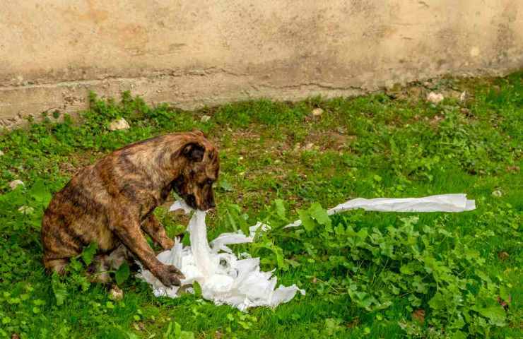 Il tuo cane mangia la carta