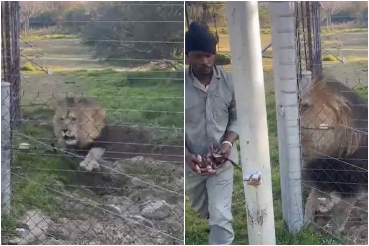 leone affamato ringhia uomo video 