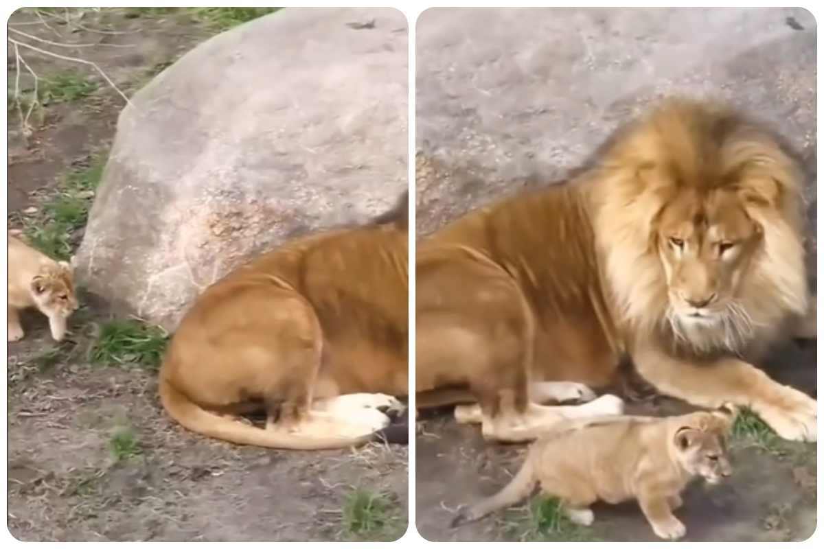 cucciolo e leone: reazione choc
