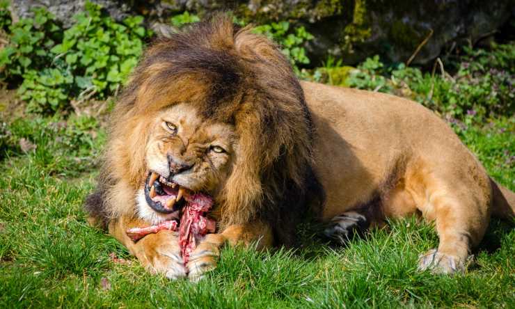 leone affamato mangia carne e ringhia 