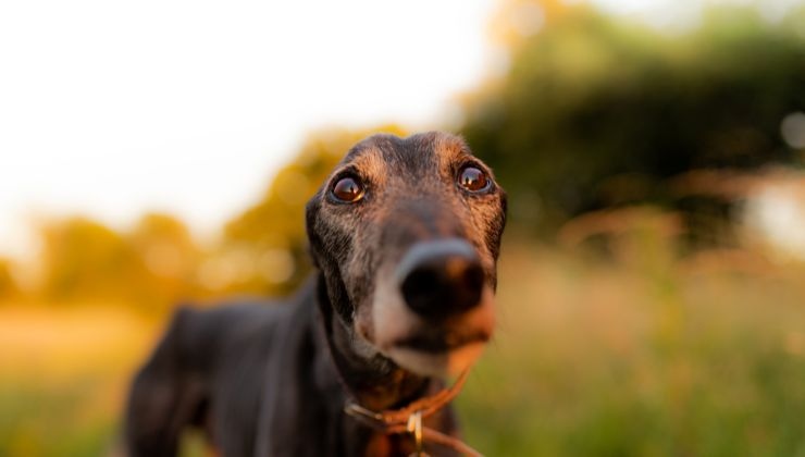 Cane non capisce il gioco