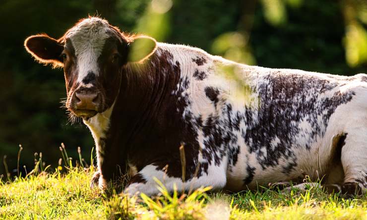 mucca e toro, amore da fiaba