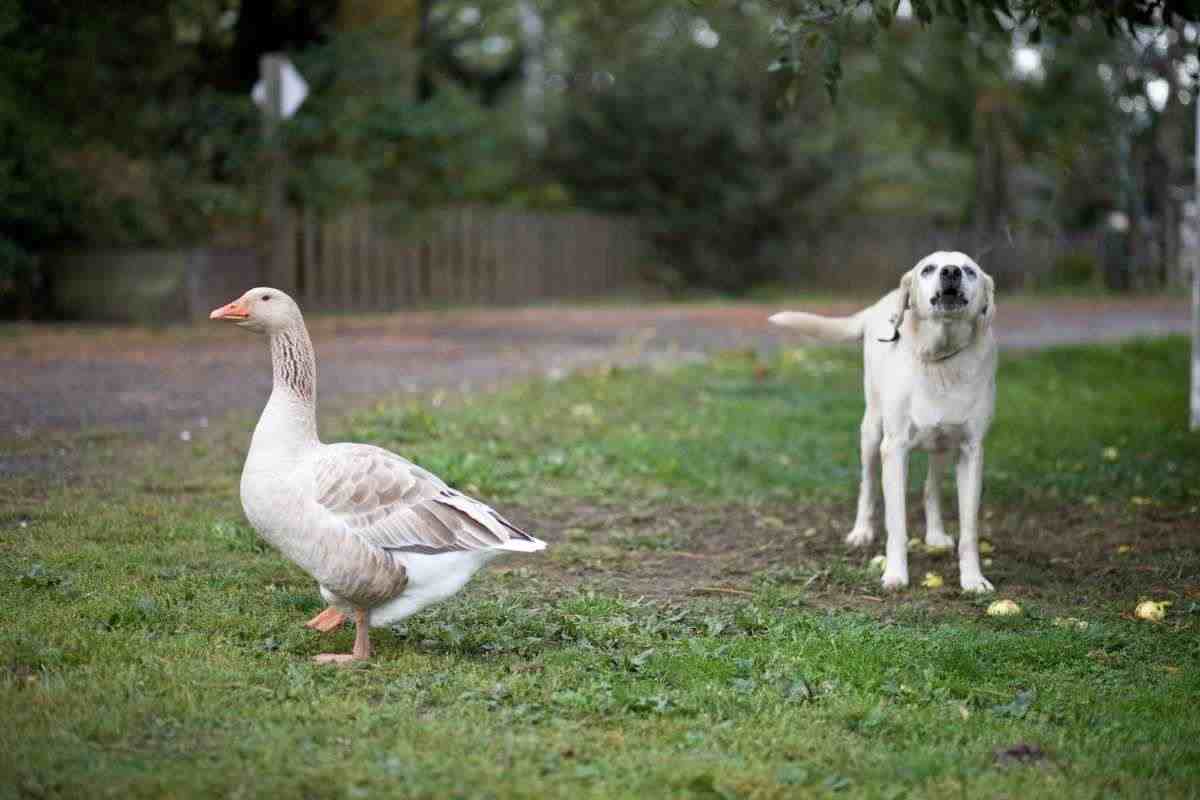 la papera e il cane