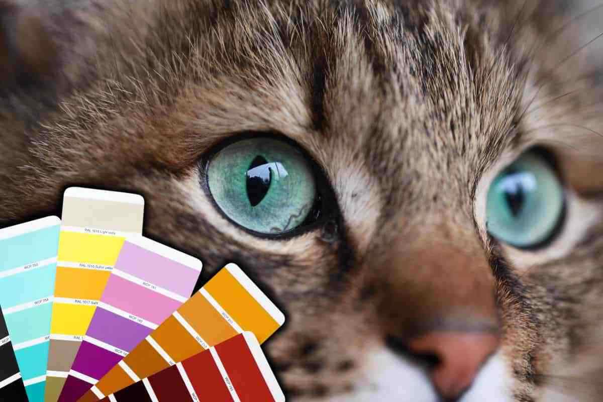 gli animali vedono i colori