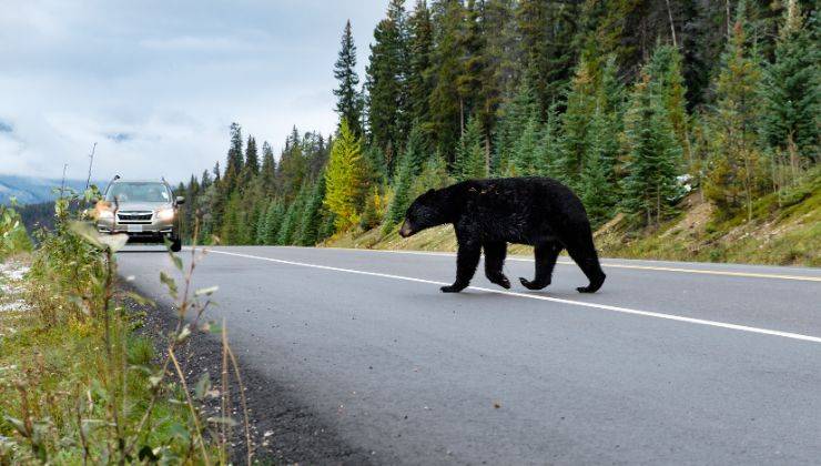 Orso al centro della strada