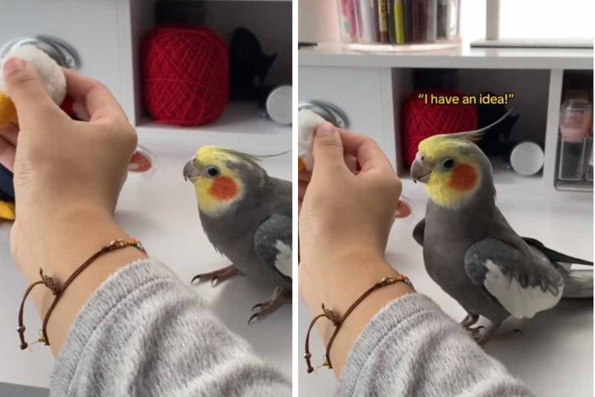 pappagallo che vuole attirare l'attenzione
