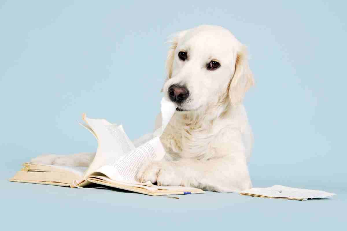 Il tuo cane mangia la carta? Dietro questo comportamento potrebbero esserci carenze da non sottovalutare  --- (Fonte immagine: https://www.velvetpets.it/wp-content/uploads/2023/11/perche-il-cane-mangia-la-carta.jpg)