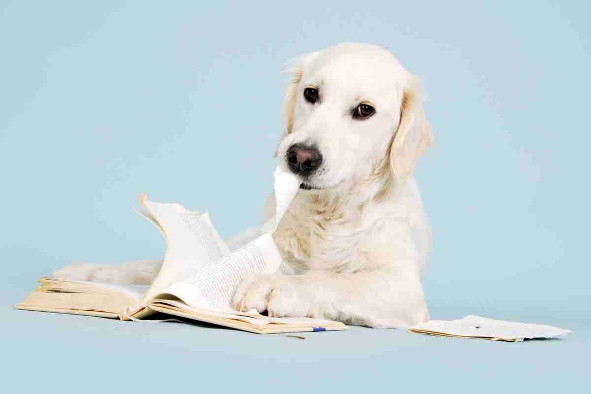 Il tuo cane mangia la carta