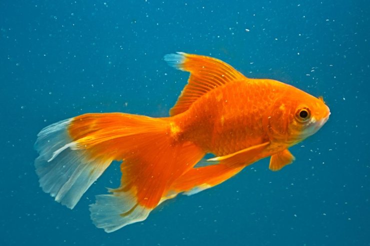 Spiegazione quanto vive un pesce rosso