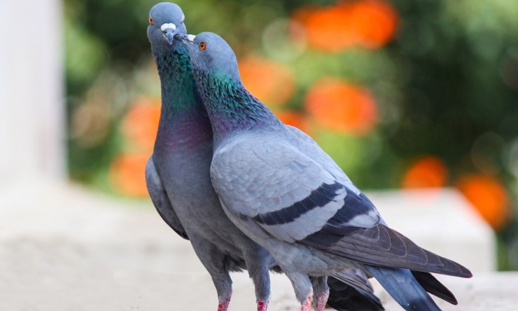 piccioni sempre fedeli in coppia