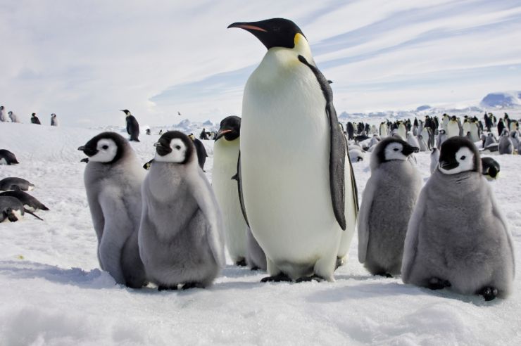 il pinguino imperatore è un animale che sa combattere il freddo estremo