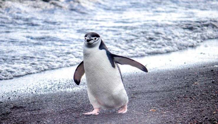 video pinguino