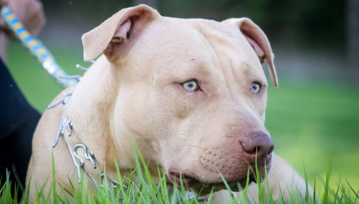 Pitbull contro molti cani