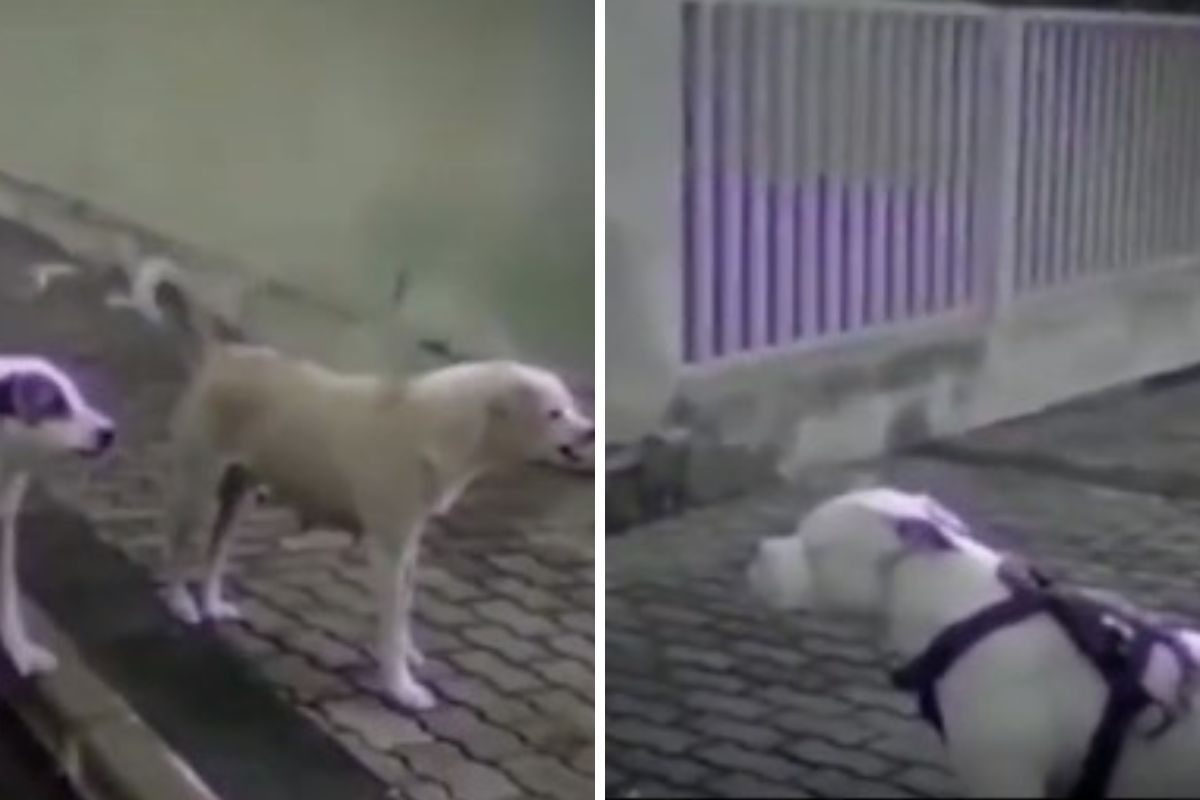 Pitbull contro branco