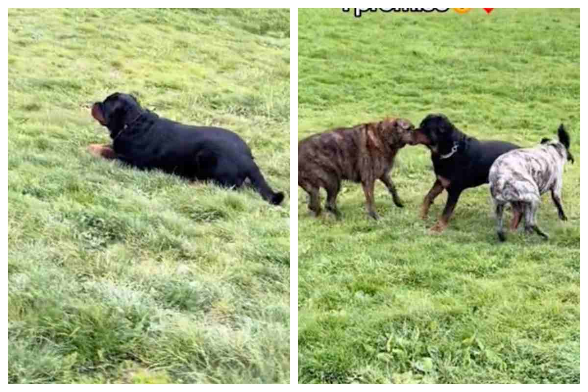 i rottweiler non sono cani cattivi per natura