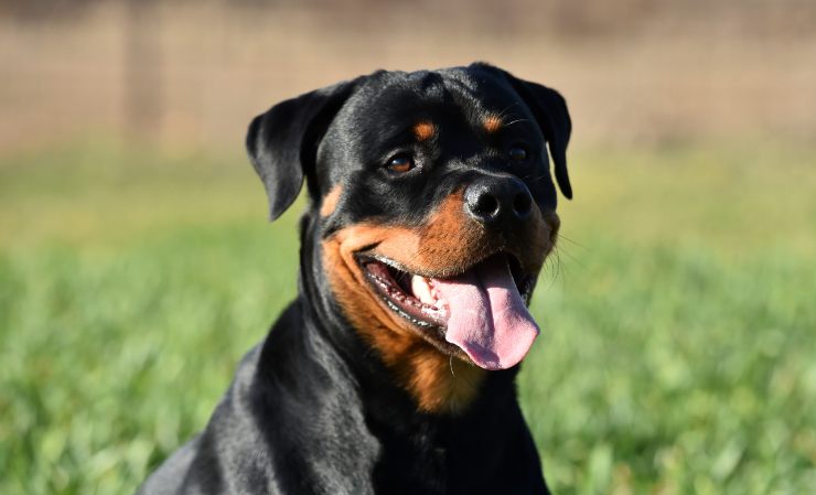 se cresciuti con affetto e attenzioni i rottweiler sono buoni